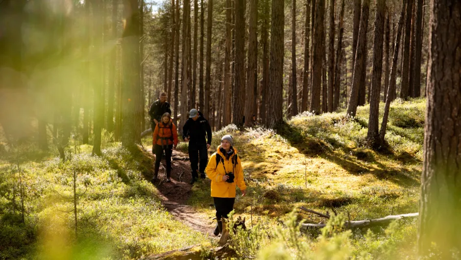 Fins Lapland Inari bos