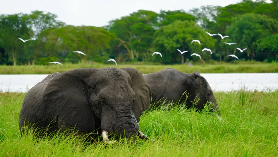 Olifant in hoog gras Lake Malawi