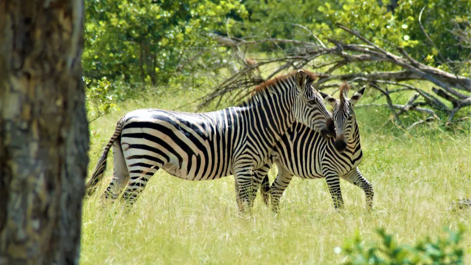 Zebramoeder met jong bij de Shire rivier in Malawi