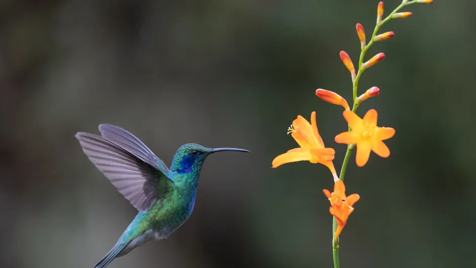 Kolibrie vliegt bij bloem Costa Rica