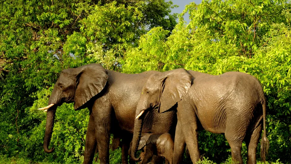 Olifanten Majete National Park Malawi