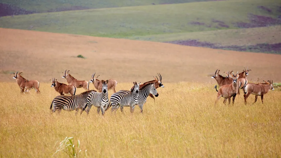 Zebra's en gazelle's op steppe Nyika Park in Malawi