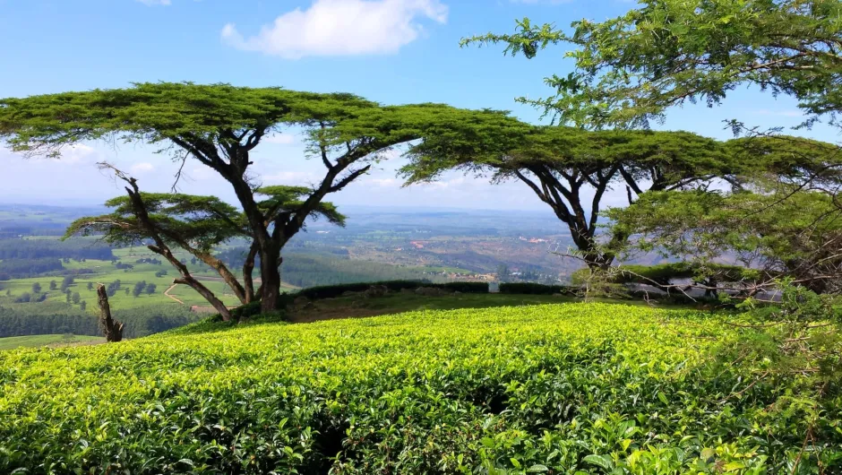 Veld met theeplanten en acaciabomen in Malawi