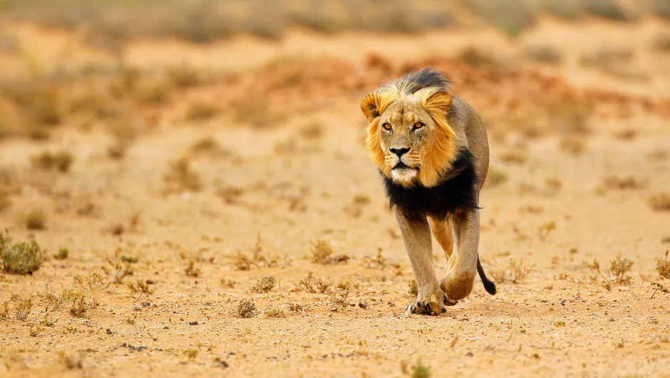 Zuid-Afrika Kalahari Transfrontier Park Leeuw.