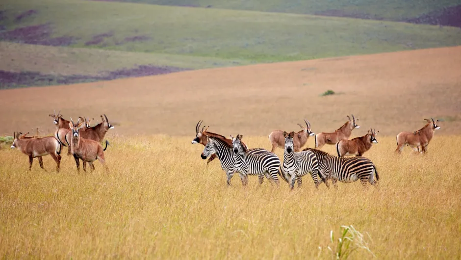 Malawi, Nyika National Park