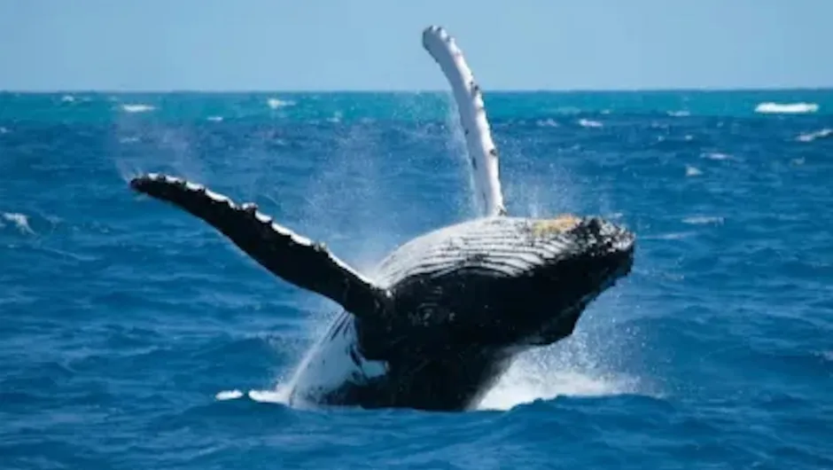 Walvissen spotten op de Azoren