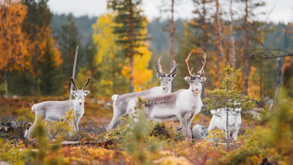 Rendieren Finland 