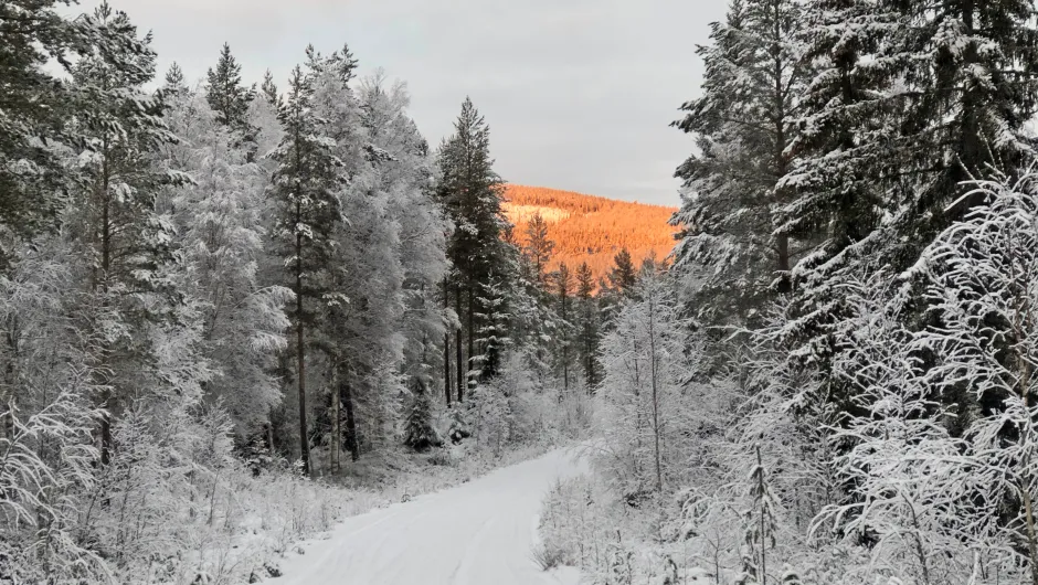 Winter Zweeds Lapland