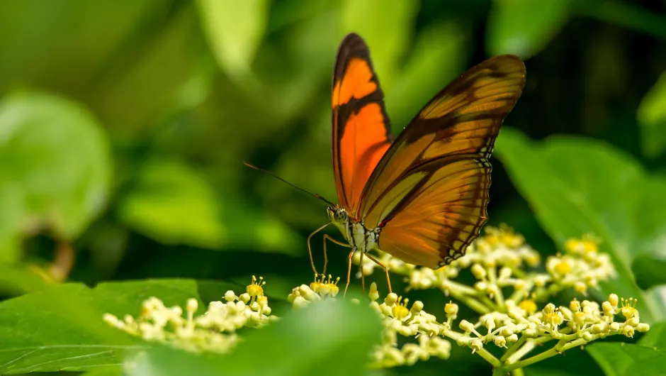 Suriname reizen vlinder