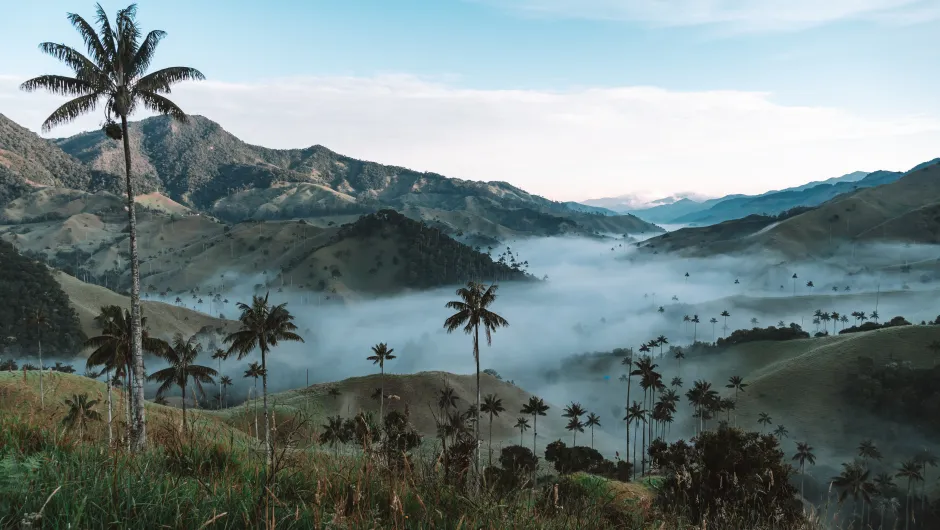 Cocora vallei Colombia