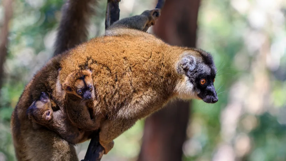 Madagaskar met kinderen, Andasibe.