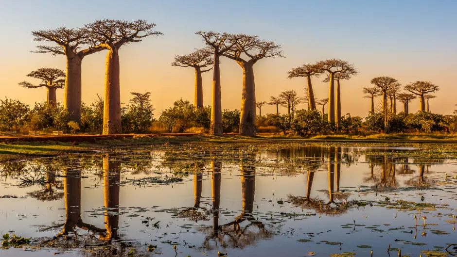 Madagaskar voorbeeldreizen Baobabs