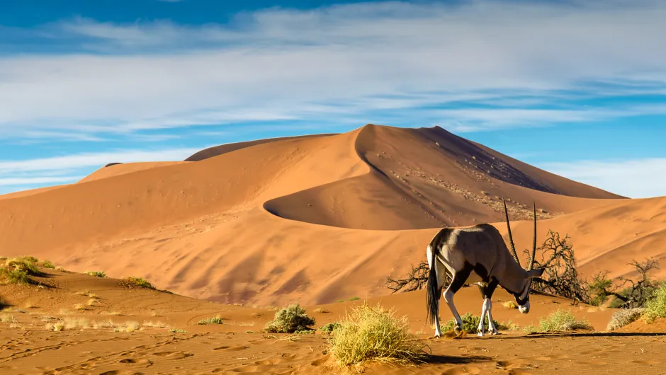 Impala in Sossuvlei Namibië