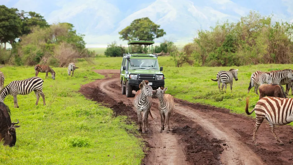 Zebra's in Tanzania