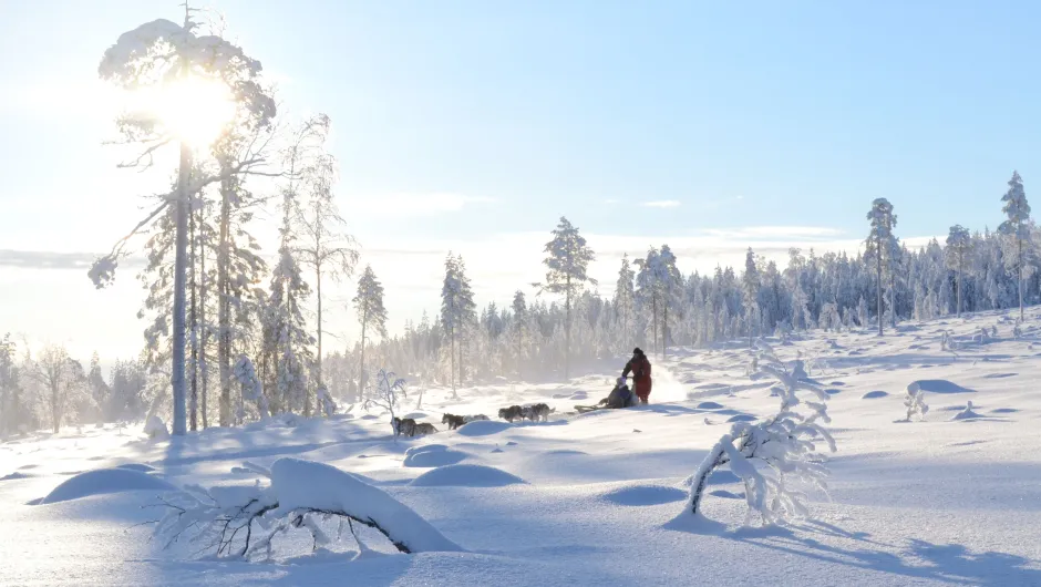 Gezinsvakantie Zweeds Lapland, huskyslee.