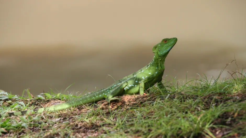 Hagedis Costa Rica