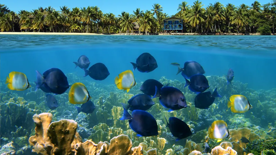 Panama onderwaterwereld met vissen in de voorgrond en strand met palmbomen op de achtergrond