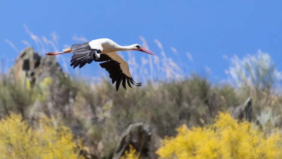 Ooievaar in Extremadura.