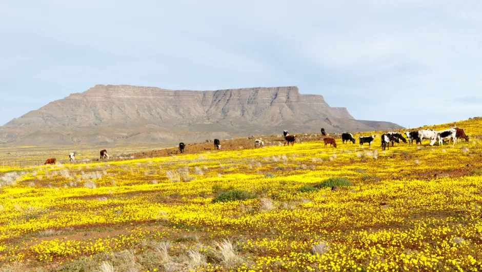 Tuinroute Zuid-Afrika