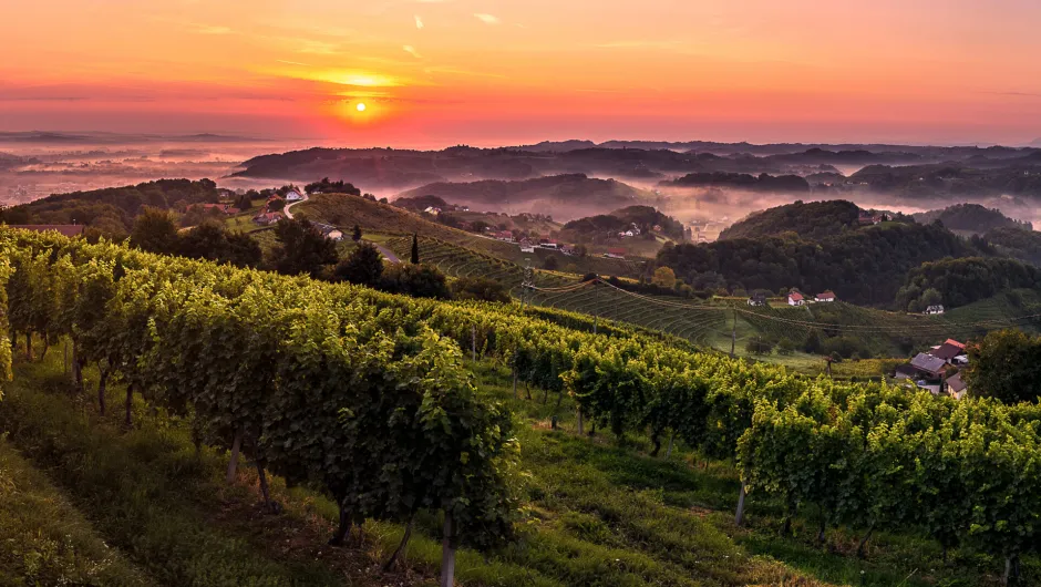 Rondreis Slovenië en Kroatië- wijngaard.