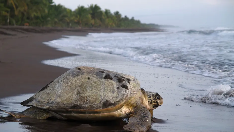 Bezienswaardigheden Costa Rica Tortuguero schildpad.