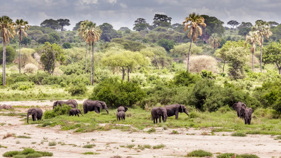 Beste reistijd februari - Tanzania olifanten.