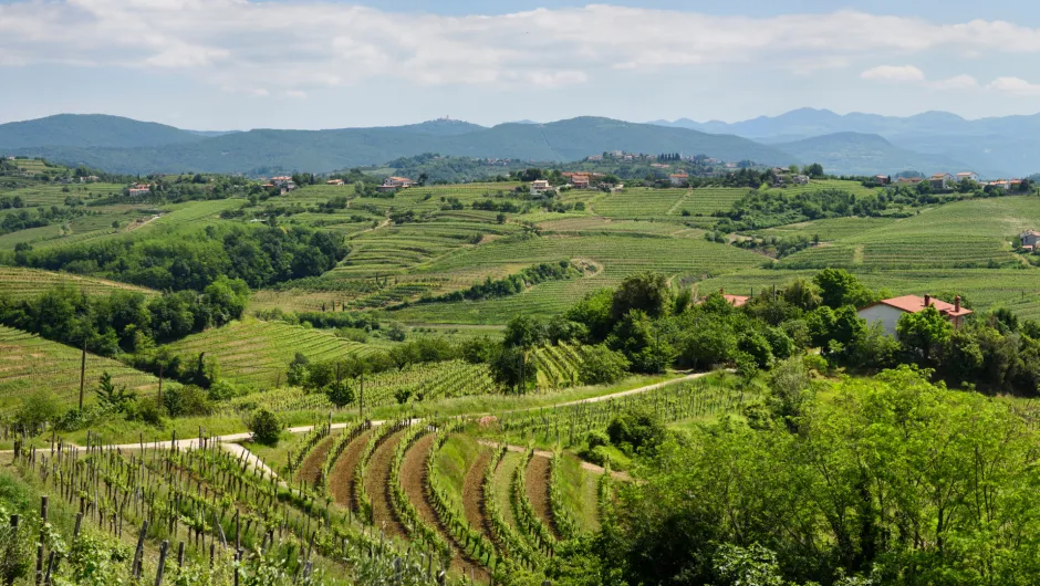 Vliegtickets Slovenië - Gorica berg wijngaard.