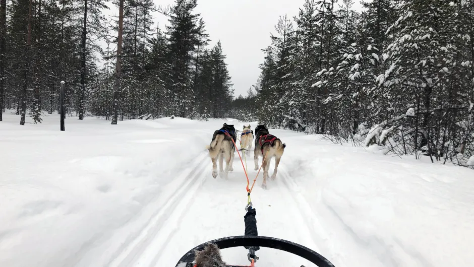 Winterreizen Lapland, huskytocht in de sneeuw in Zweeds Lapland.