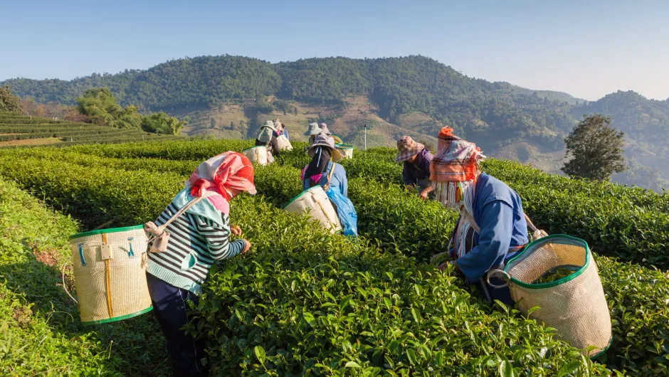 rondreis India reiservaringen - mensen op theeplantage.