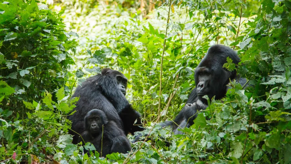 Rondreis Oeganda - twee gorilla's in de natuur.