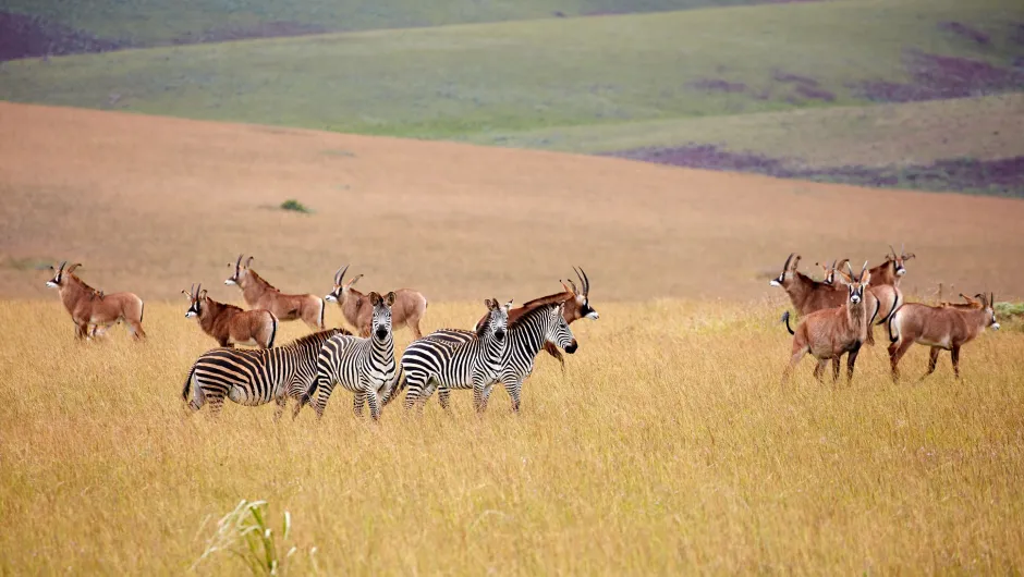 rondreis Malawi - Zebra's en gazelle's op steppe Nyika Park.