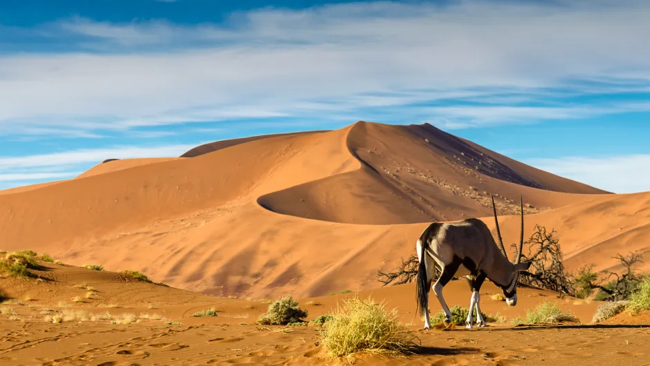 Rondreis Namibië - Sossusvlei woestijn met dier.