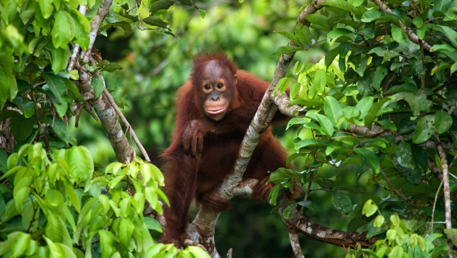 rondreis Maleisië - orang oetan in de jungle.