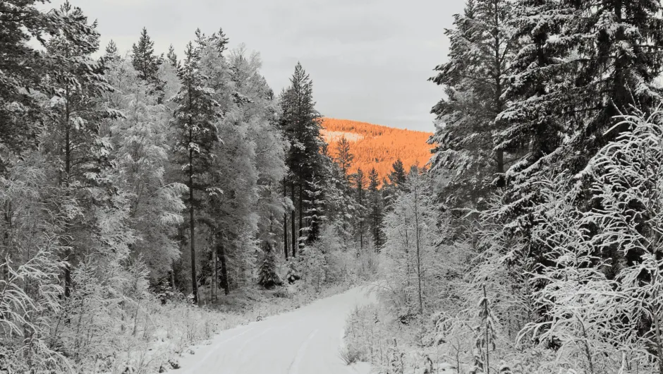 Zweeds Lapland - wandelroute in het bos in de winter.