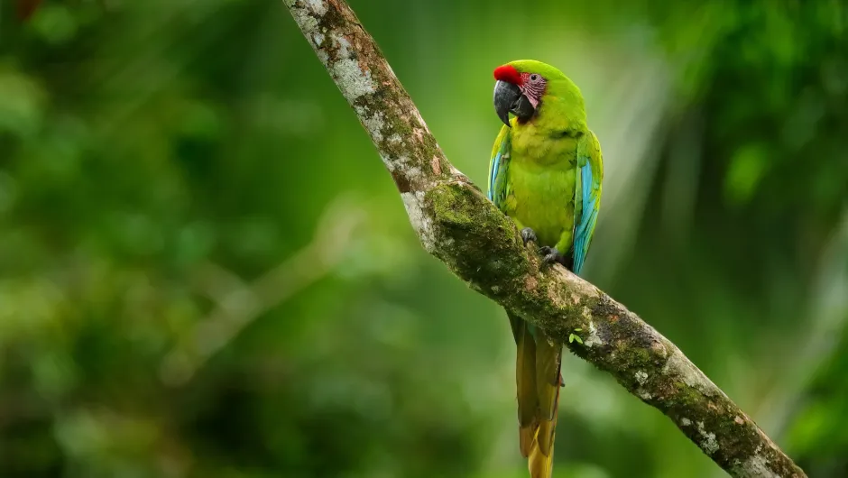 Costa Rica - papegaai.