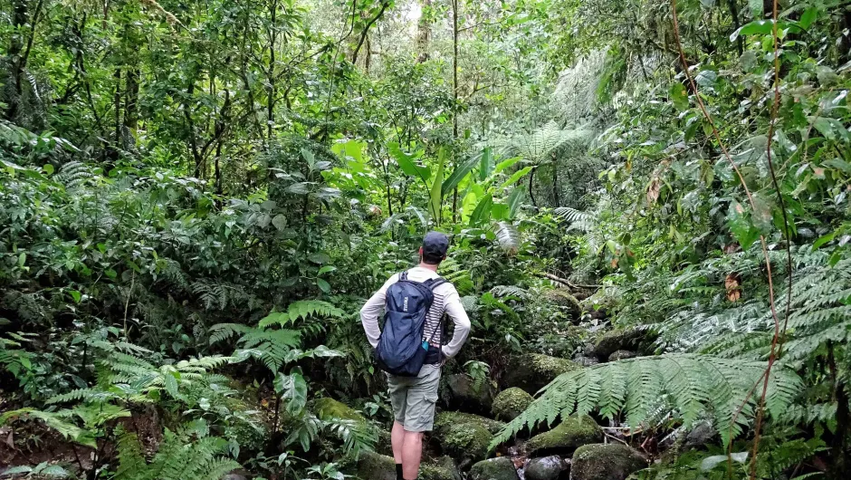 Costa Rica man in jungle.