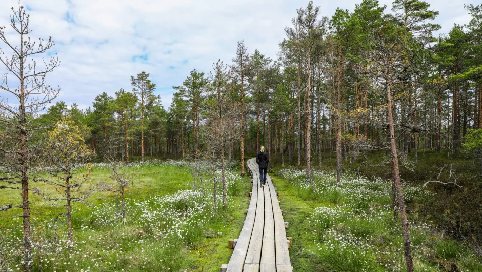 Wandelen in Lahemaa National Park.