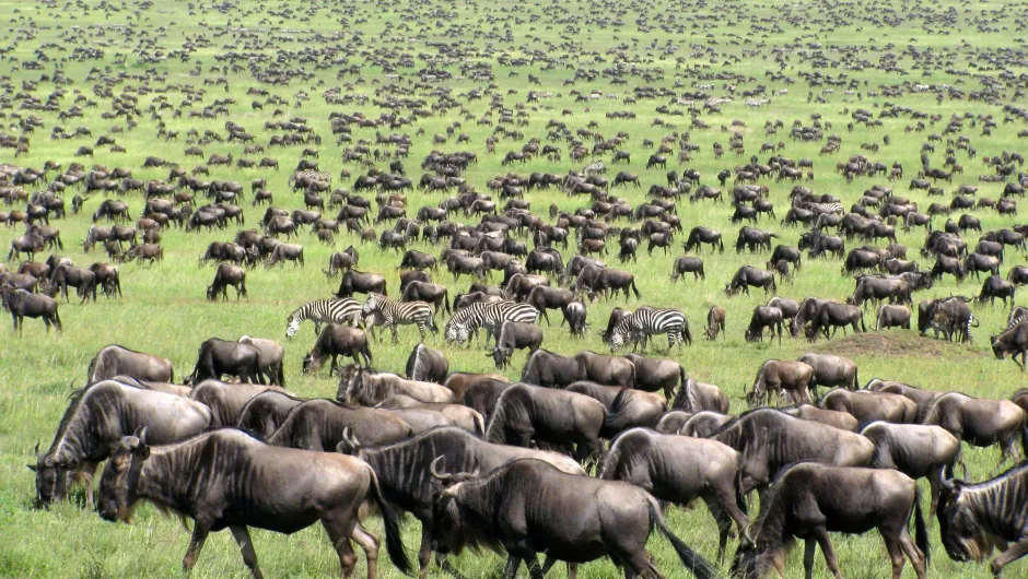 grote migratie Serengeti.