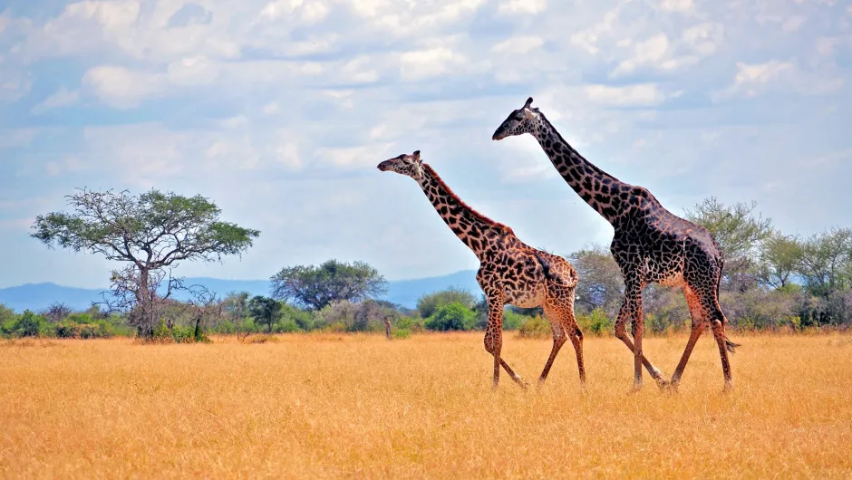 Tanzania giraffe.