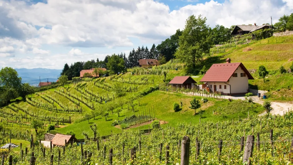 Authentieke Slovenië vakantie wijngaarden.