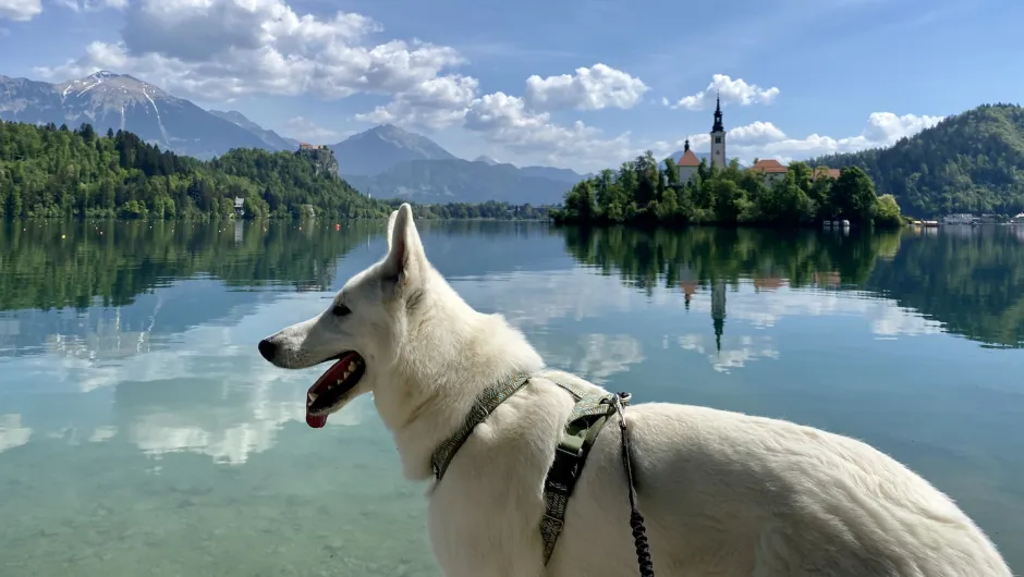 Meer van Bled met hond - vakantie met hond naar Slovenië.