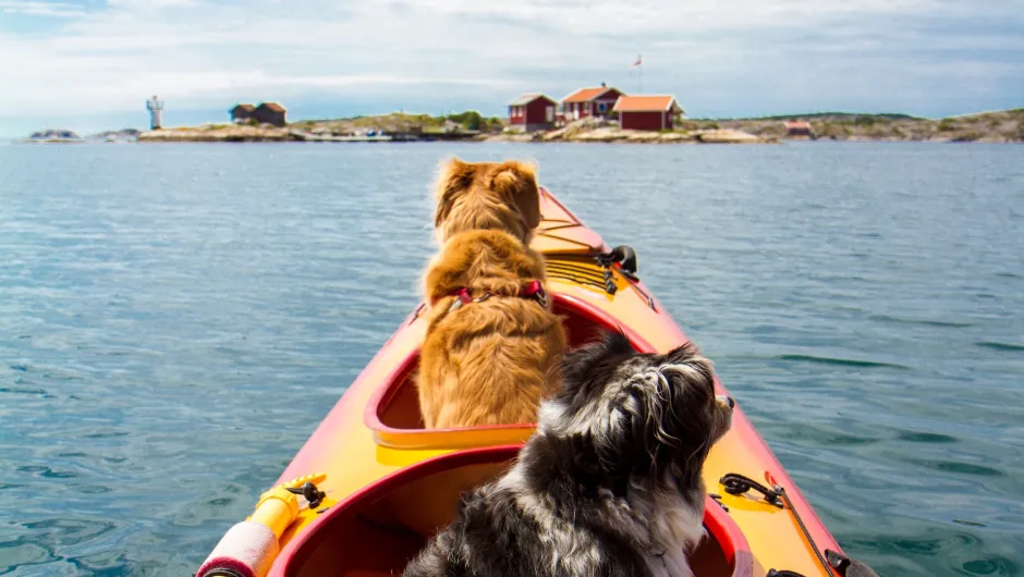 Vakantie met hond in Europa - twee honden in een kano.