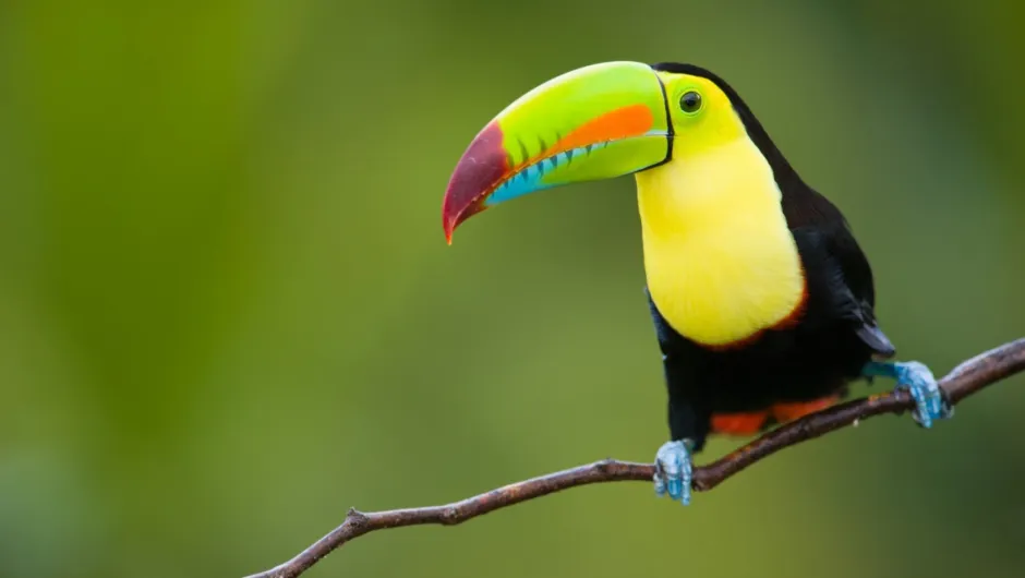 Vogels spotten Costa Rica - toekan op een tak.