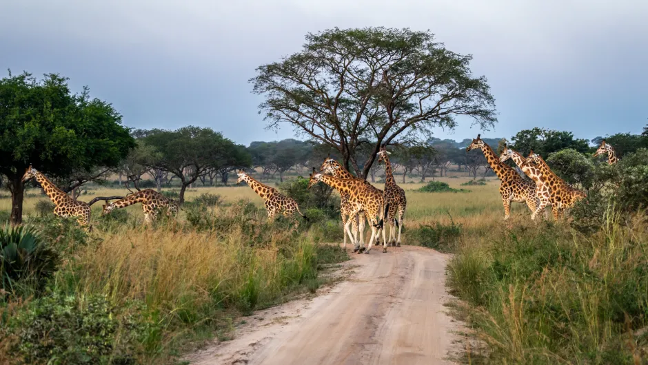 Giraffen in Kidepo Valley National Park.