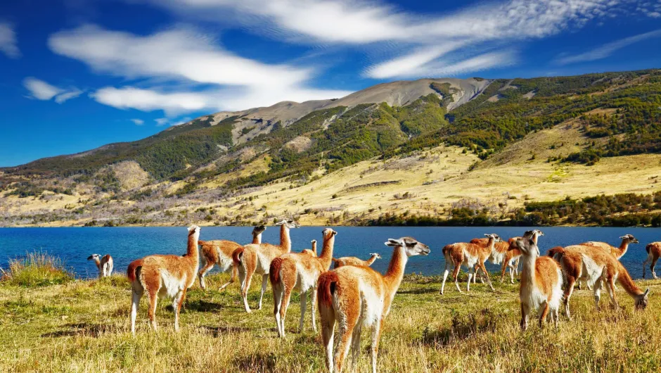 Chili reizen - dieren in het landschap van de Torres del Paine.
