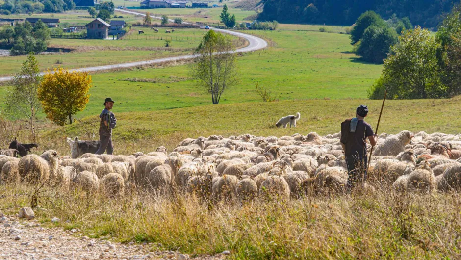 Herders met schapen in roemenië.