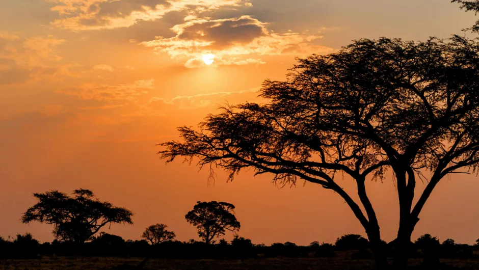 Individuele rondreis Zuid-Afrika - bomen met zonsondergang.