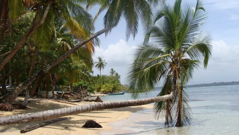 Reisroute Panama - palmbomen op het strand in Bocas del Toro.