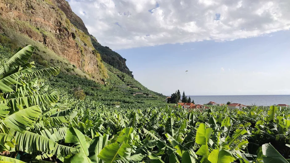 Wandelvakantie Madeira - Uitzicht over de bananenplanten.