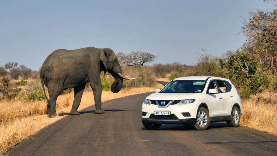 Een olifant steekt over en passeert een auto op safari die stilstaat voor een foto.